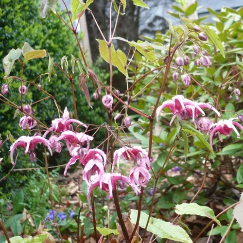 Asian Epimedium